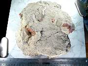 rough_coral-redhorn-01_0008.JPG