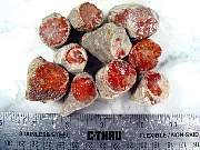 rough_coral-redhorn-02_0001.JPG