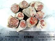 rough_coral-redhorn-02_0004.JPG