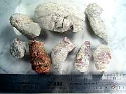 rough_coral-redhorn-01_0001.JPG