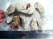 rough_coral-redhorn-01_0002.JPG