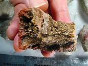 rough_coral-redhorn-01_0005.JPG