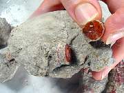 rough_coral-redhorn-01_0007.JPG