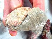 rough_coral-redhorn-01_0008.JPG