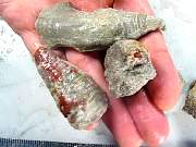 rough_coral-redhorn-01_0009.JPG