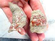 rough_coral-redhorn-01_0010.JPG