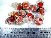 rough_coral-redhorn-02_0001.JPG