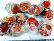 rough_coral-redhorn-02_0003.JPG