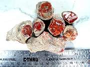 rough_coral-redhorn-01_0001.JPG