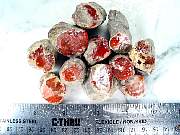 rough_coral-redhorn-02_0001.JPG