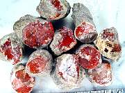 rough_coral-redhorn-02_0002.JPG