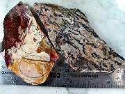 rough_agate-crazylace-01_0003.JPG