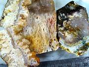 rough_agate-feather-01_0003.JPG