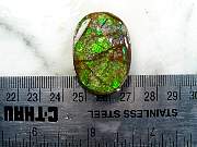 rough_ammolite-01_0001.JPG