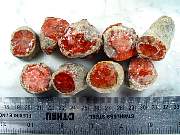 rough_coral-redhorn-01_0001.JPG