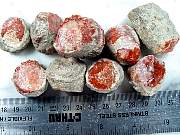 rough_coral-redhorn-01_0003.JPG