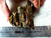rough_jasper-tahoma-01_0003.JPG