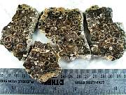 rough_turitellia-01_0001.JPG