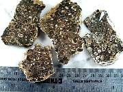 rough_turitellia-01_0002.JPG