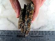rough_turitellia-01_0003.JPG