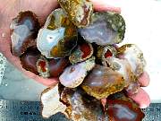 rough_agate-mex-01_0004.JPG