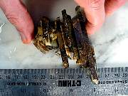 rough_jasper-tahoma-01_0003.JPG