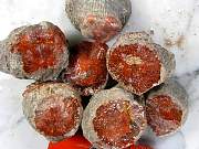 rough_coral-redhorn-01_0004.jpg