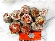 rough_coral-redhorn-02_0001.jpg