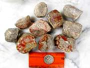 rough_coral-redhorn-02_0002.jpg