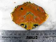 rough_opalfluorite-05_0001.jpg