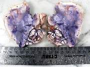 rough_opalfluorite-06_0001.jpg