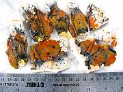 rough_opalfluorite-01_0001.JPG