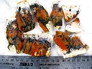 rough_opalfluorite-01_0002.JPG