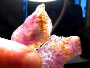 rough_cacoxenite-05_0005.JPG