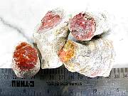 rough_coral-redhorn-01_0001.JPG