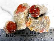 rough_coral-redhorn-01_0002.JPG