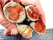 rough_coral-redhorn-01_0003.JPG