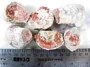 rough_coral-redhorn-02_0001.JPG