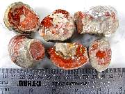 rough_coral-redhorn-02_0002.JPG