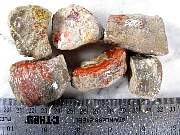 rough_coral-redhorn-02_0003.JPG