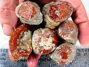 rough_coral-redhorn-02_0004.JPG