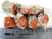 rough_coral-redhorn-03_0002.JPG