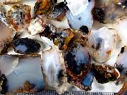 rough_agate-marfa-01_0003.JPG