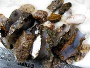 rough_agate-marfa-01_0005.JPG
