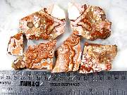rough_agate-rosetta-01_0001.JPG