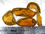 rough_jasper-sahara-01_0001.JPG