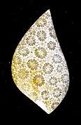 cab_coral-star-01_0001.JPG