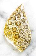 cab_coral-star-01_0002.JPG