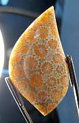 cab_coral-star-01_0003.JPG