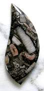 cab_marble-crynoid-01_0001.JPG